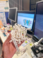 3D structure of Photosystem II for hands on protein experience